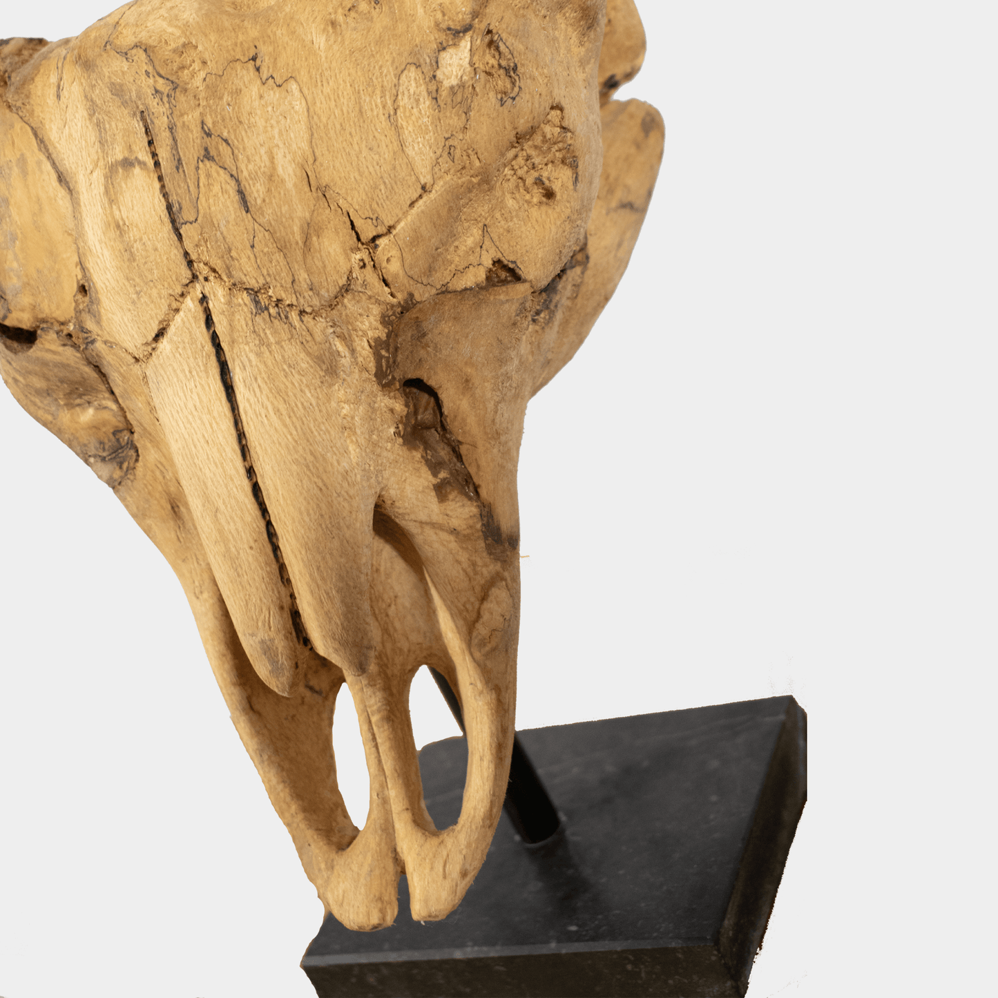 Decoratieve stierenkop hout op een zwarte standaard houtkunst van Semra Heydari